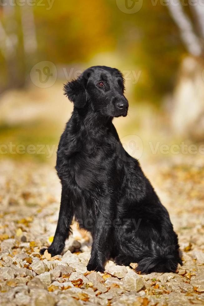 Wet retriever sits and looks into the distance photo