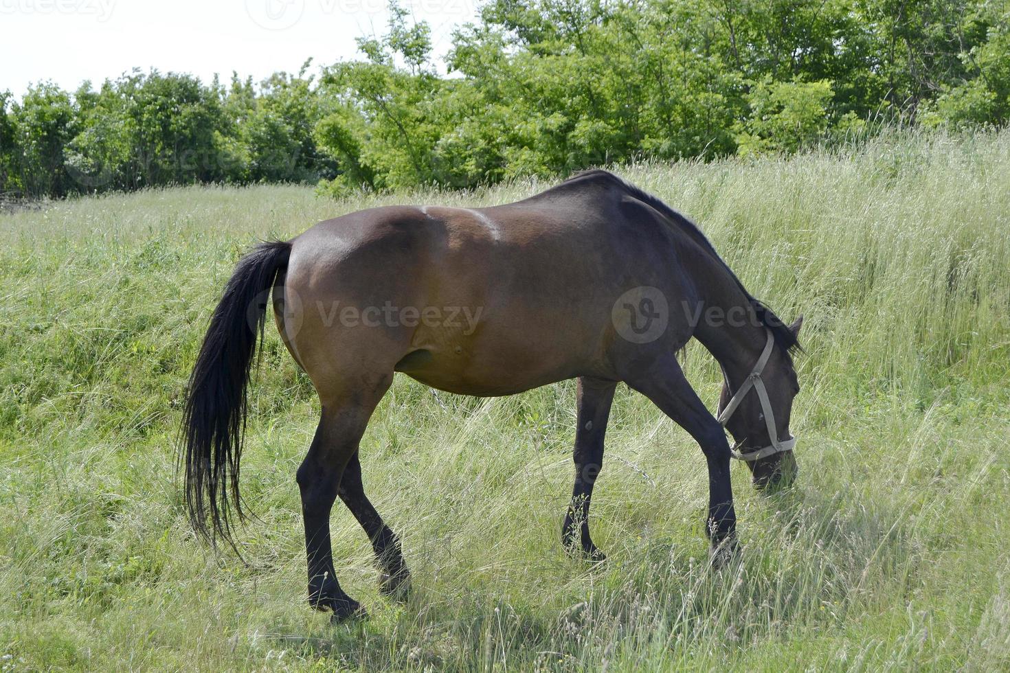 Hermoso semental de caballo marrón salvaje en la pradera de flores de verano foto