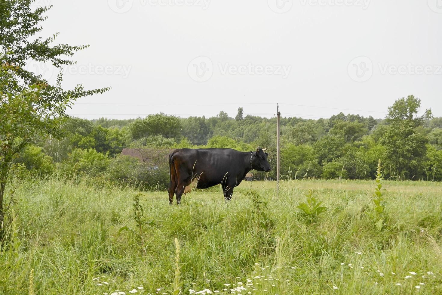 beautiful big milk cow grazes on green meadow photo
