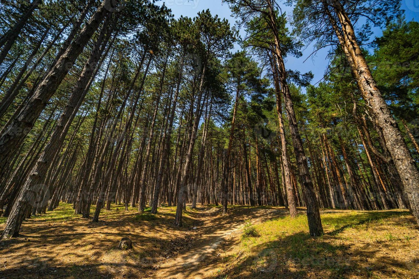 fondo de bosque natural foto