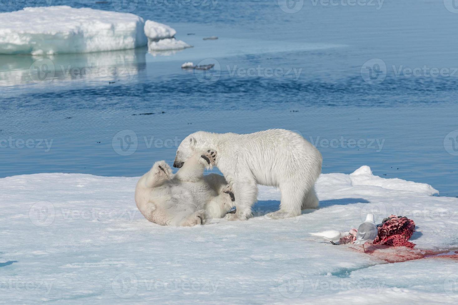 Dos jóvenes cachorros de oso polar salvaje jugando en la banquisa en el mar Ártico, al norte de Svalbard foto