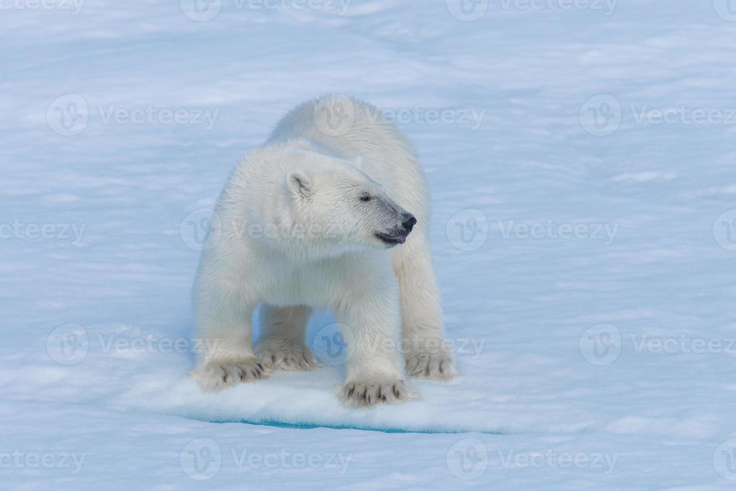 Cachorro de oso polar salvaje en el hielo en el mar Ártico de cerca foto