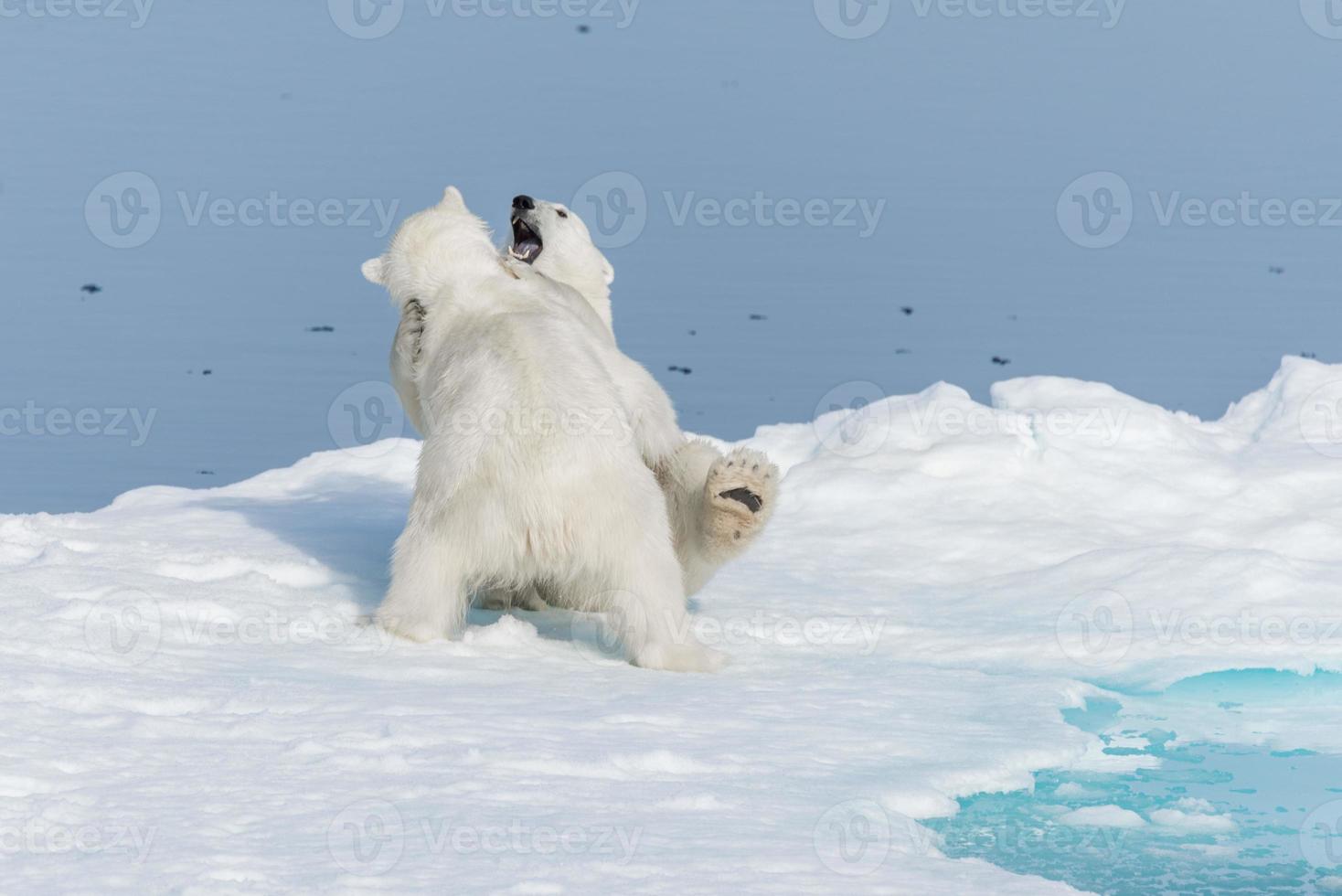 Two young wild polar bear cubs playing on pack ice in Arctic sea, north of Svalbard photo