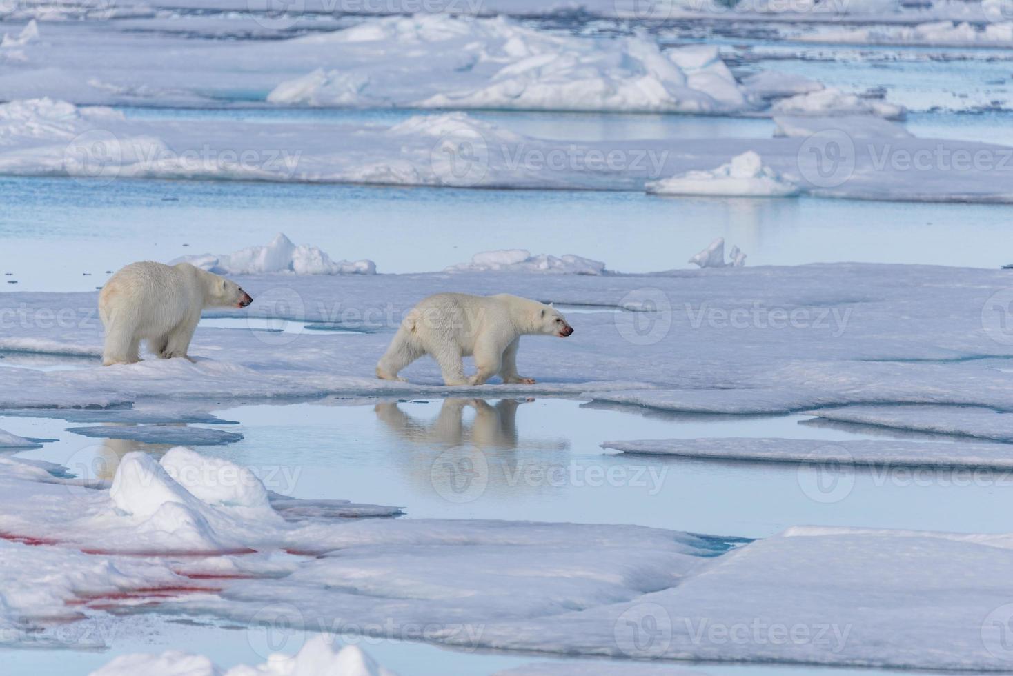 Dos osos polares salvajes que van en la banquisa al norte de la isla de Spitsbergen, Svalbard foto