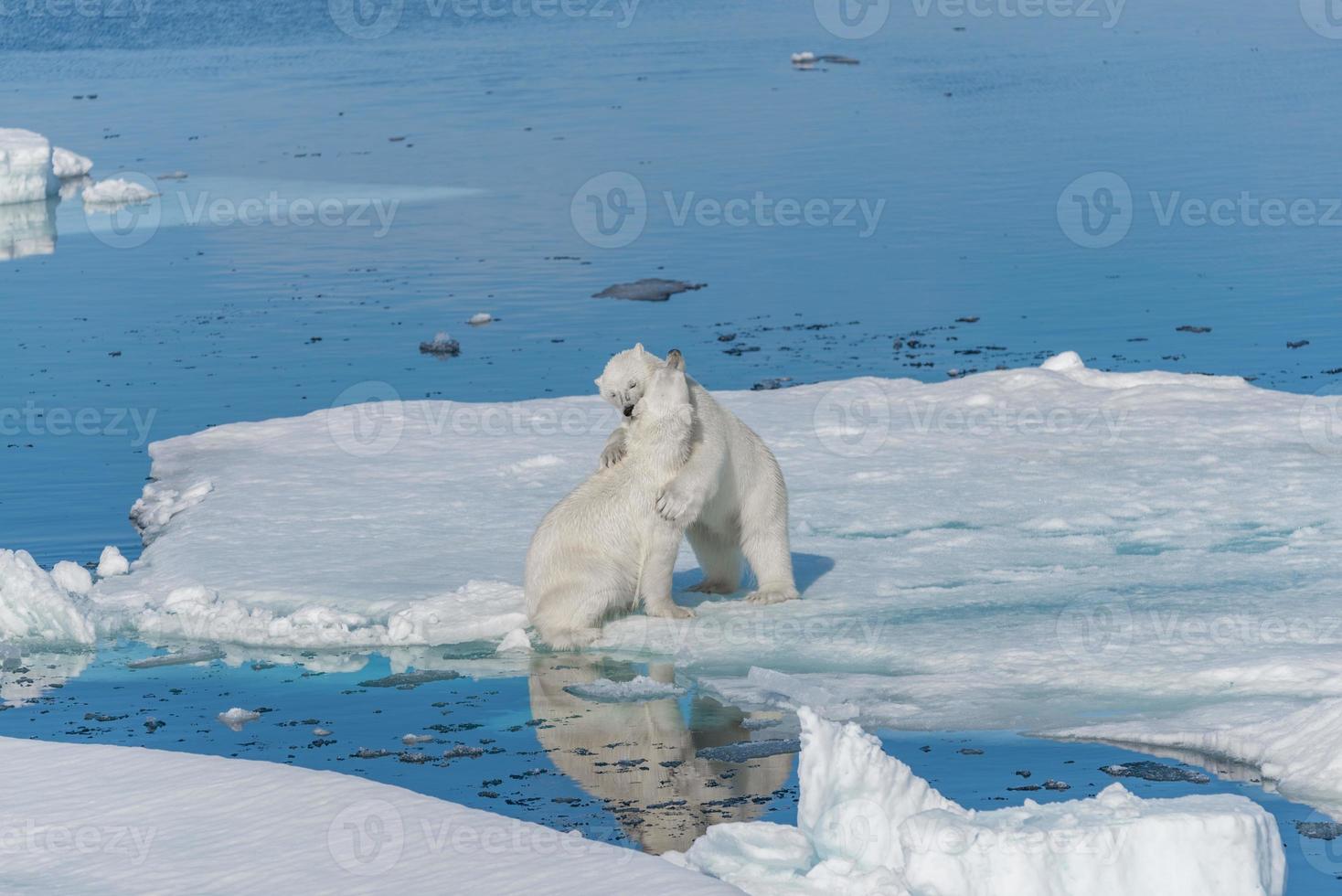 Dos jóvenes cachorros de oso polar salvaje jugando en la banquisa en el mar Ártico, al norte de Svalbard foto