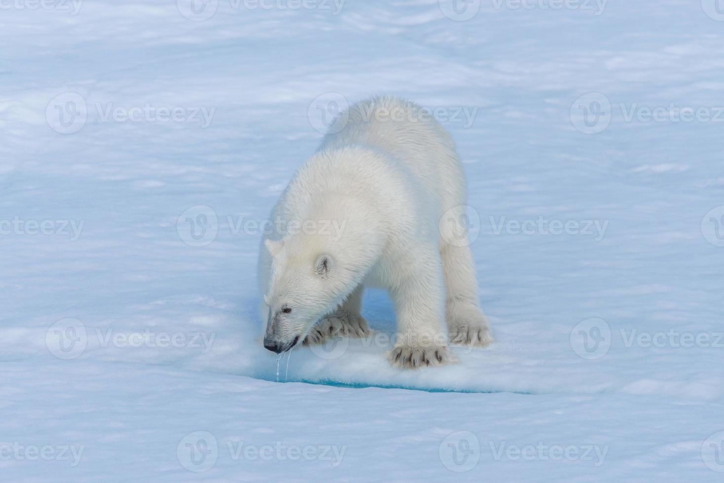 Wild polar bear cub on pack ice in Arctic sea close up photo