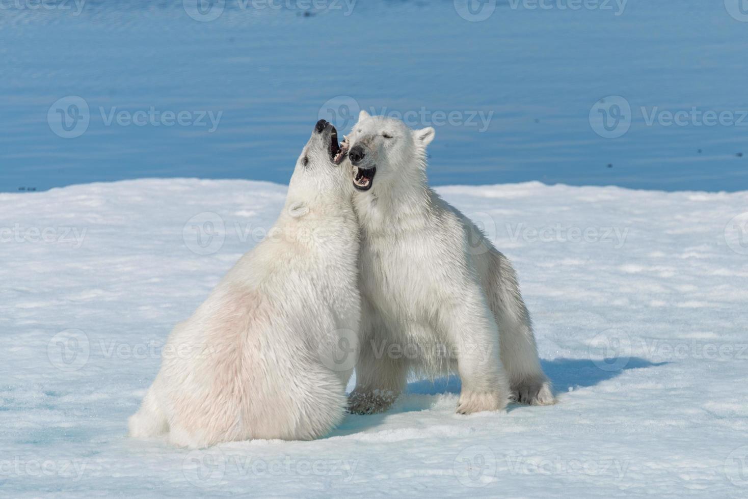 Two young wild polar bear cubs playing on pack ice in Arctic sea, north of Svalbard photo