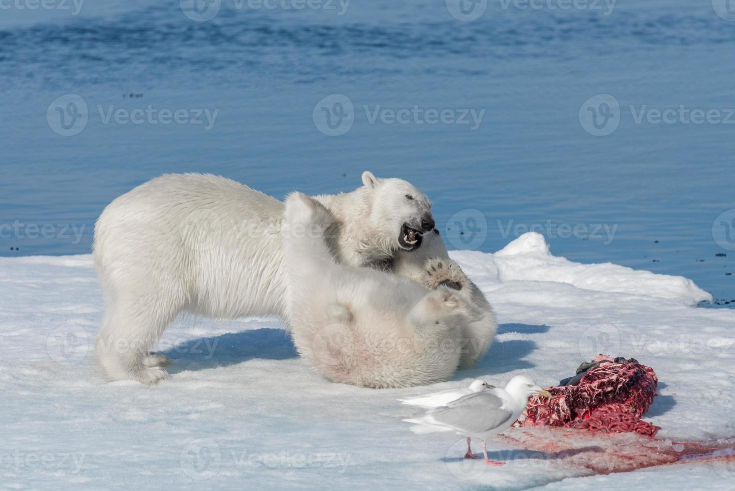 Dos jóvenes cachorros de oso polar salvaje jugando en la banquisa en el mar Ártico, al norte de Svalbard foto