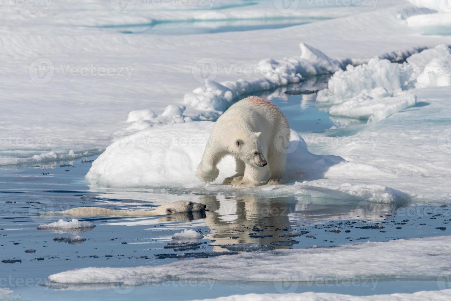 Dos jóvenes cachorros de oso polar salvaje jugando en la banquisa en el mar Ártico, al norte de Svalbard foto