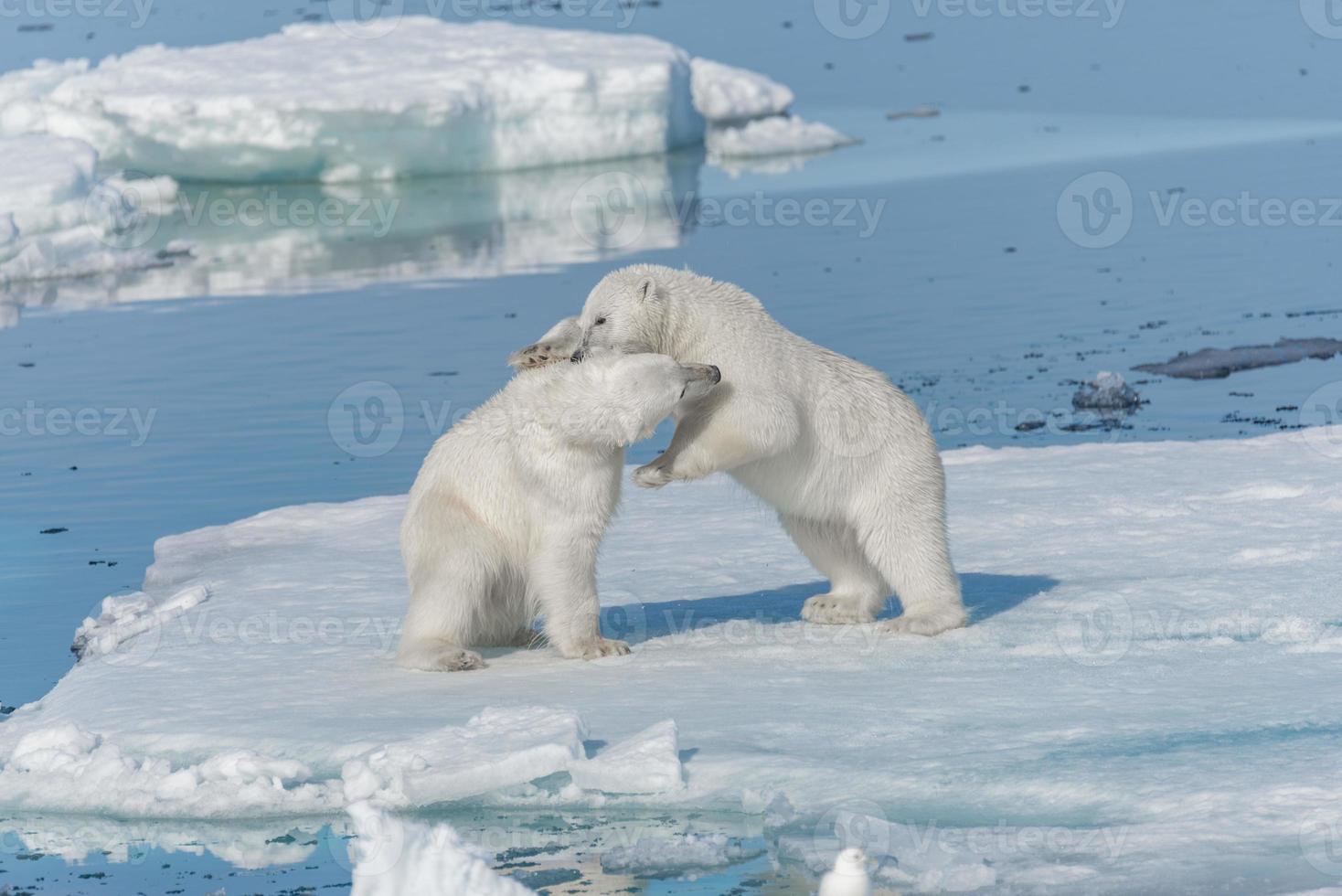 Dos jóvenes cachorros de oso polar salvaje jugando en la banquisa en el mar Ártico, al norte de Svalbard foto