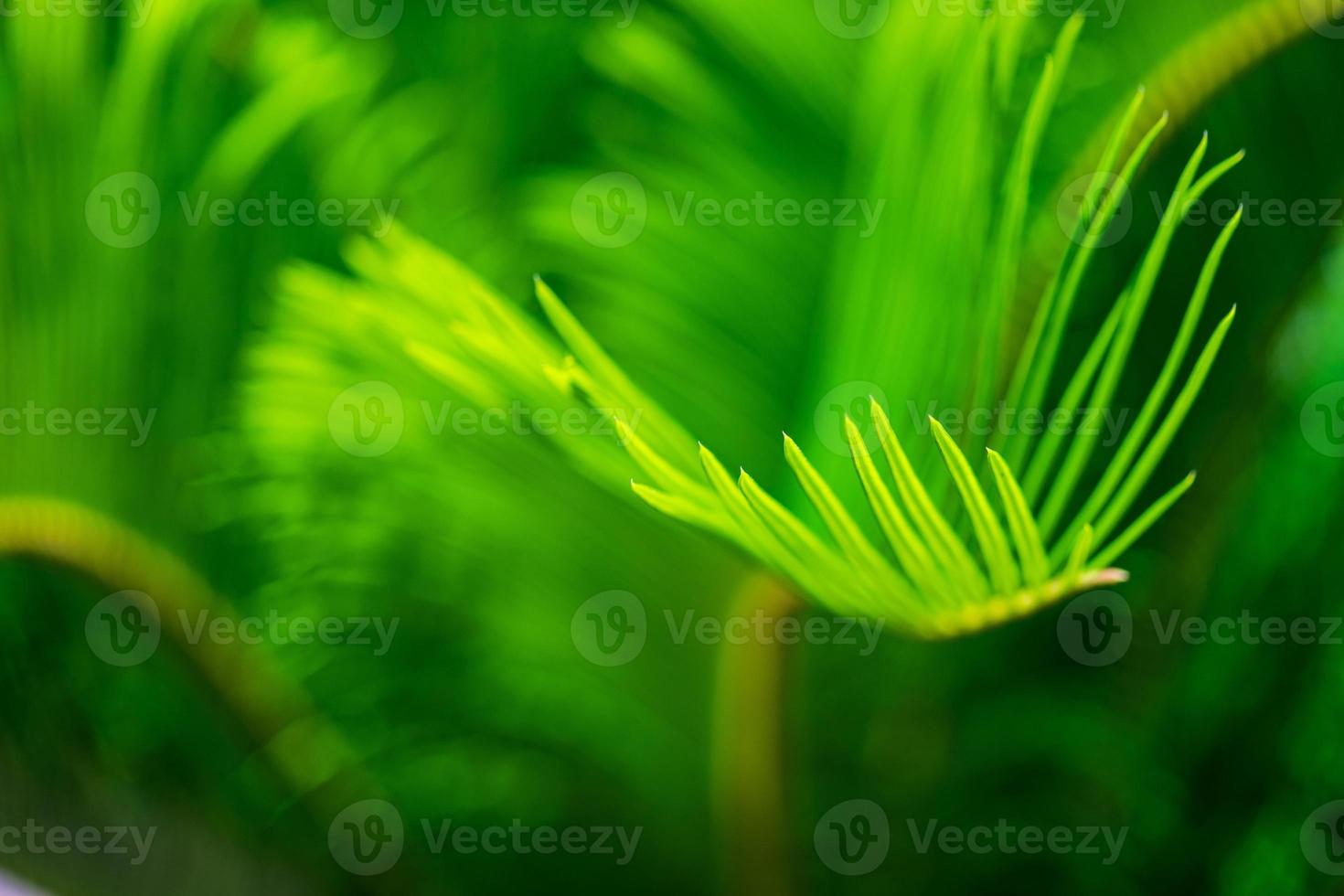 Palm tree leaves as a natural background photo