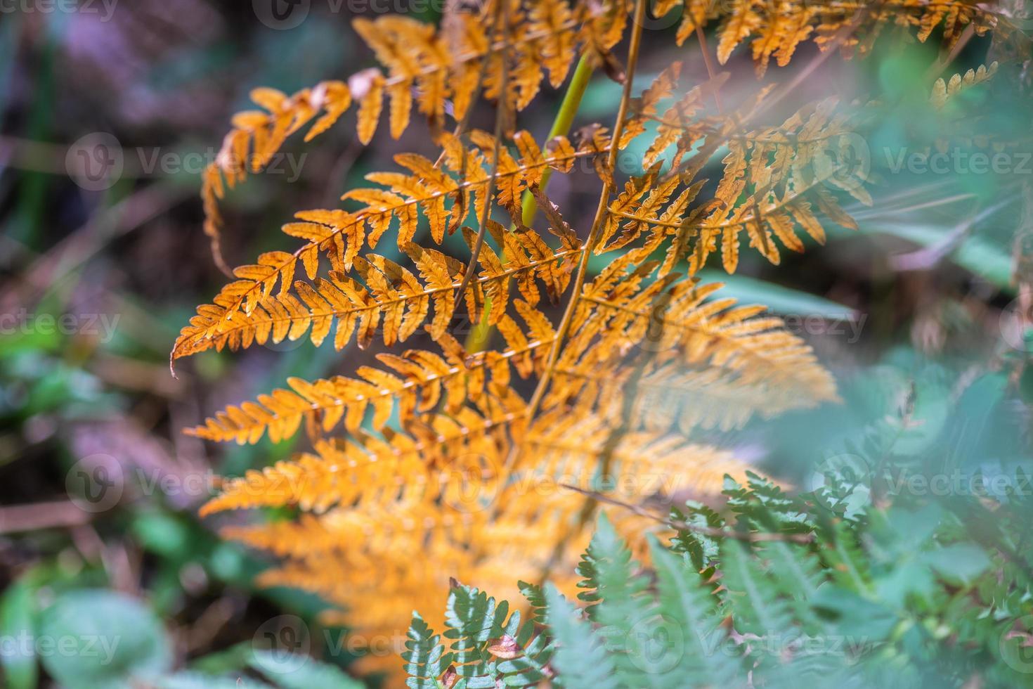 bosque de pinos surami con plantas de helecho foto