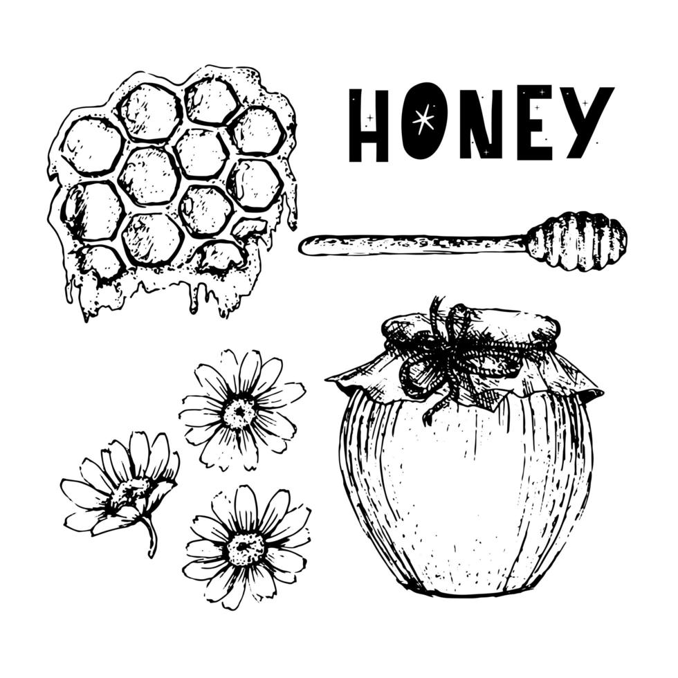 Vector honey set. Vintage hand drawn illustration. Engraved organic food