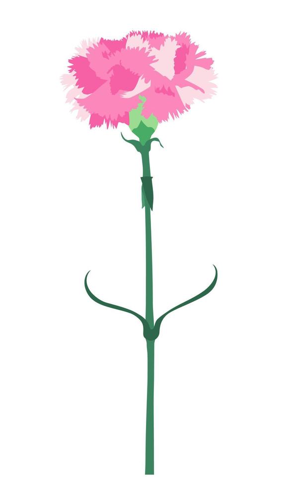 Carnation flower isolated on white background. Vector Illustration