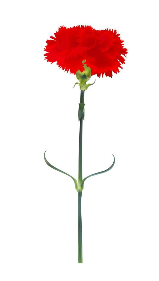 Carnation flower isolated on white background. Vector Illustration