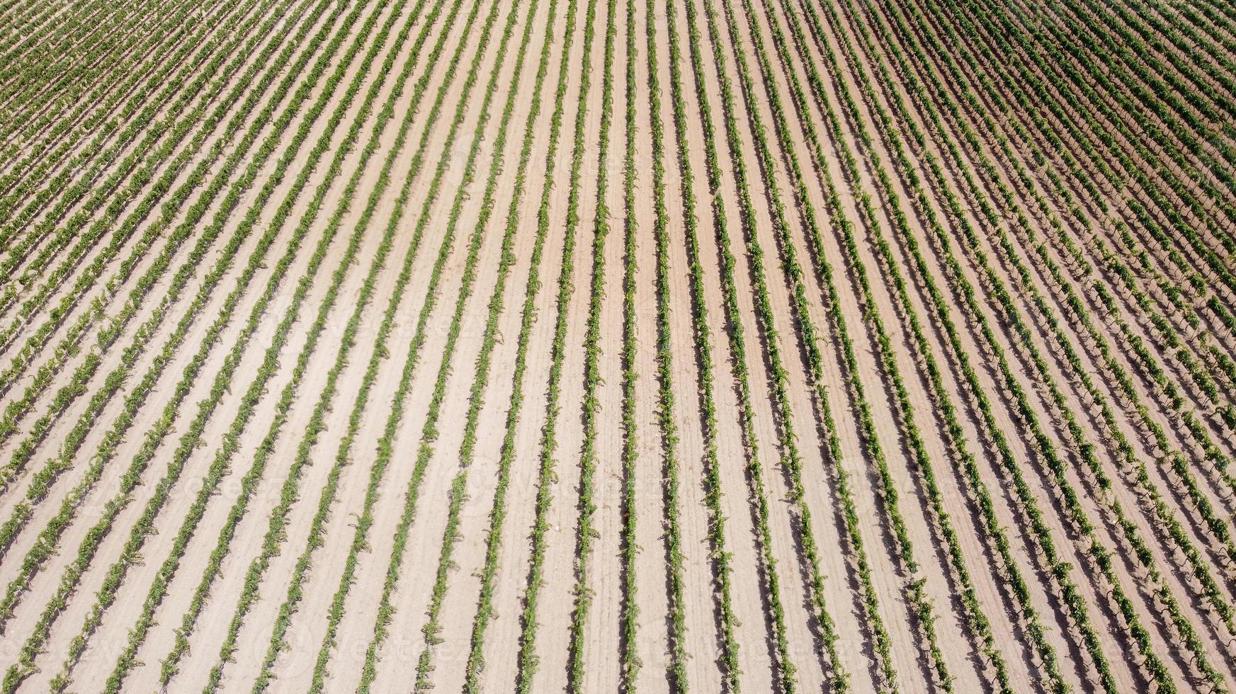 Rows of vineyards seen from the drone photo