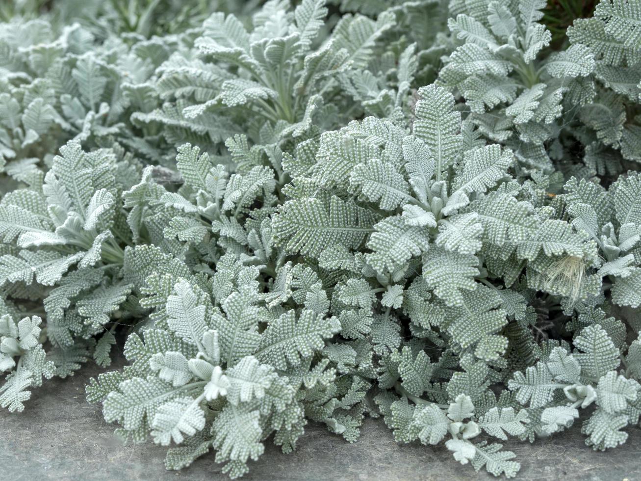 Closeup of silver lace tansy leaves Tanacetum haradjanii photo