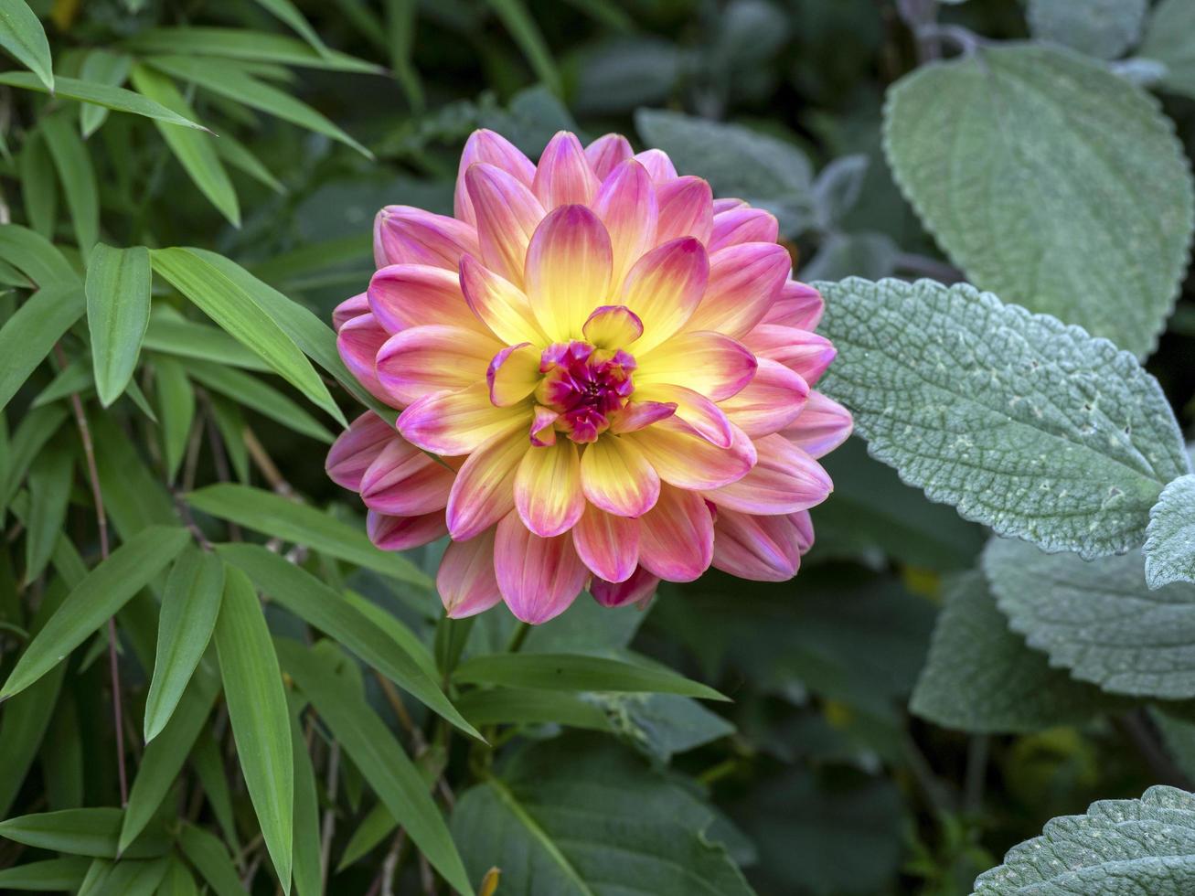 Hermosa flor de dalia rodeada de plantas verdes en un jardín. foto