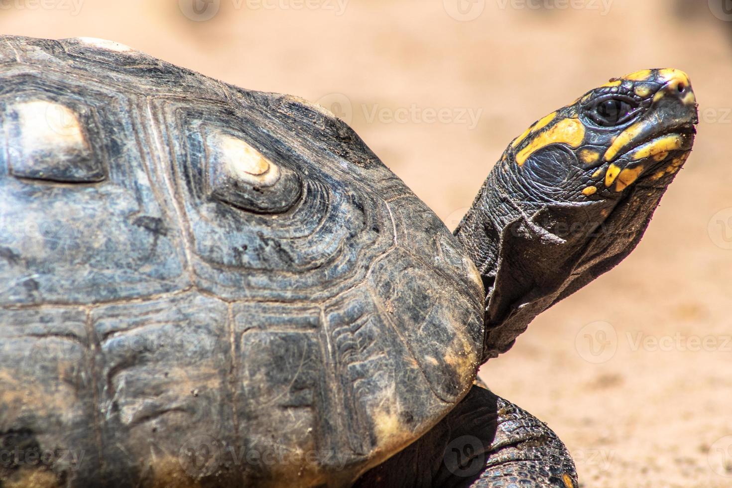 Red-legged tortoise walking on sand in Brazil photo
