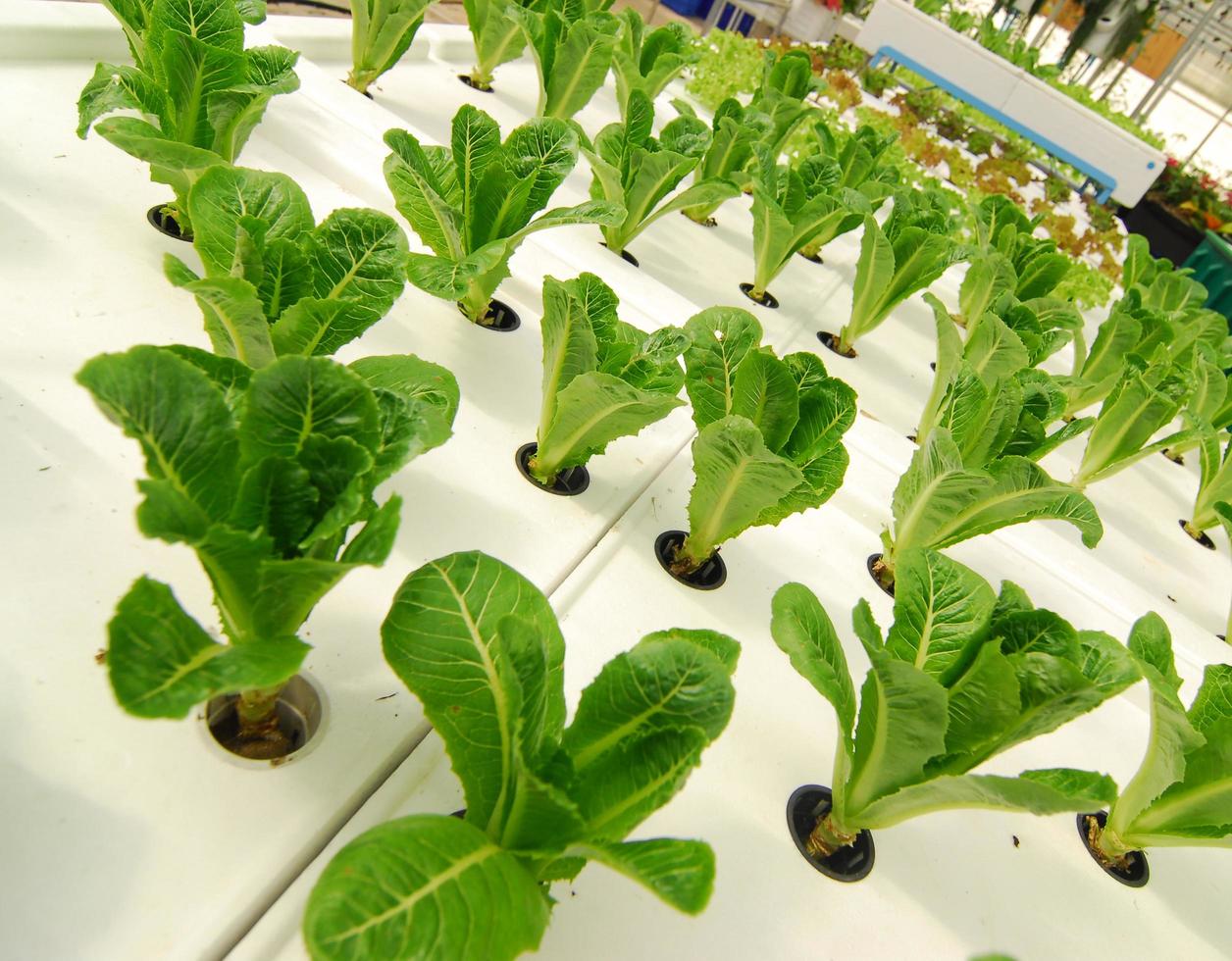 Hydroponic organic vegetable plots cultivation farm photo