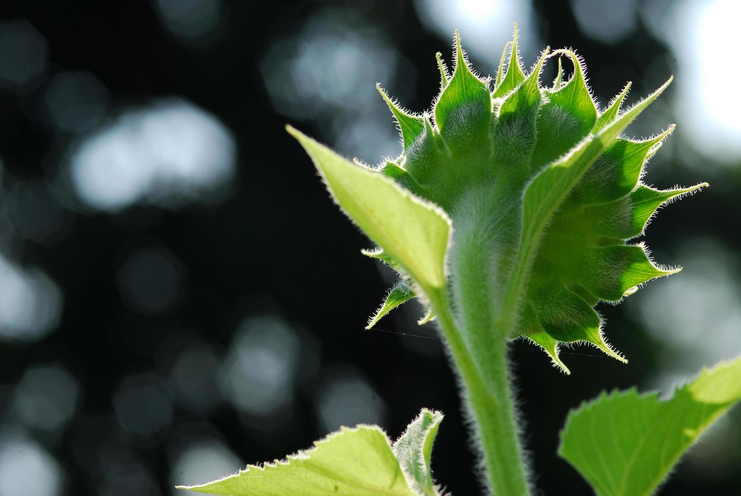 Sunflower young bud blooming, macro, close up photo