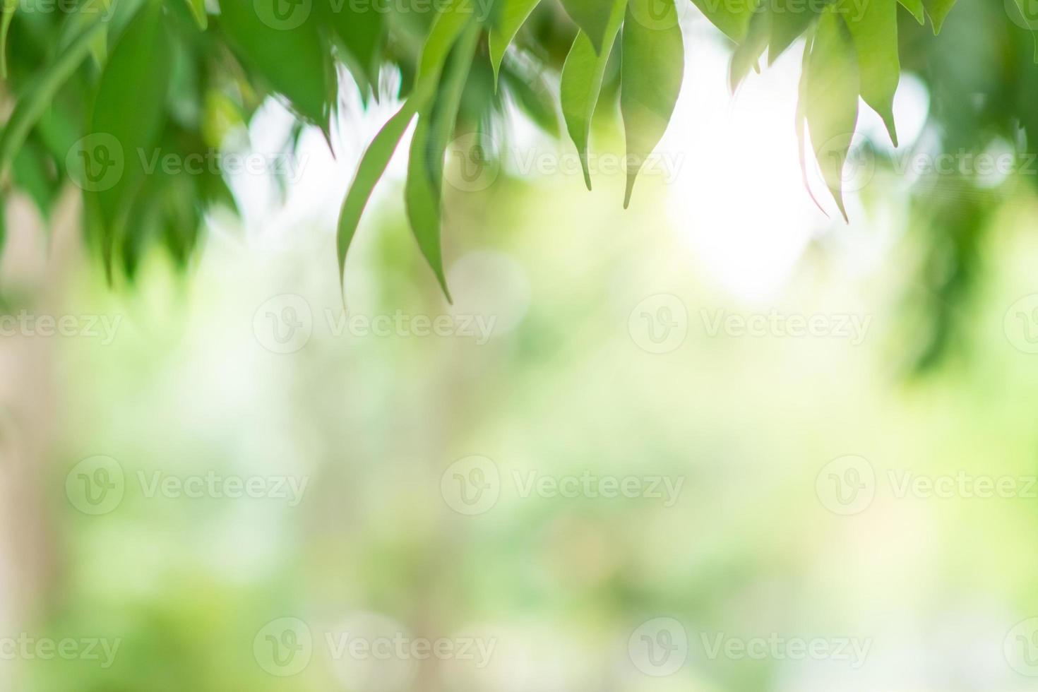 Green toned blurred nature bokeh public park with several trees. photo