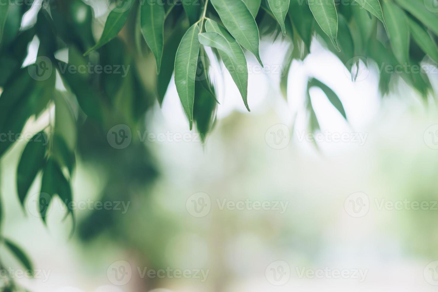 Green toned blurred nature bokeh public park with several trees. photo