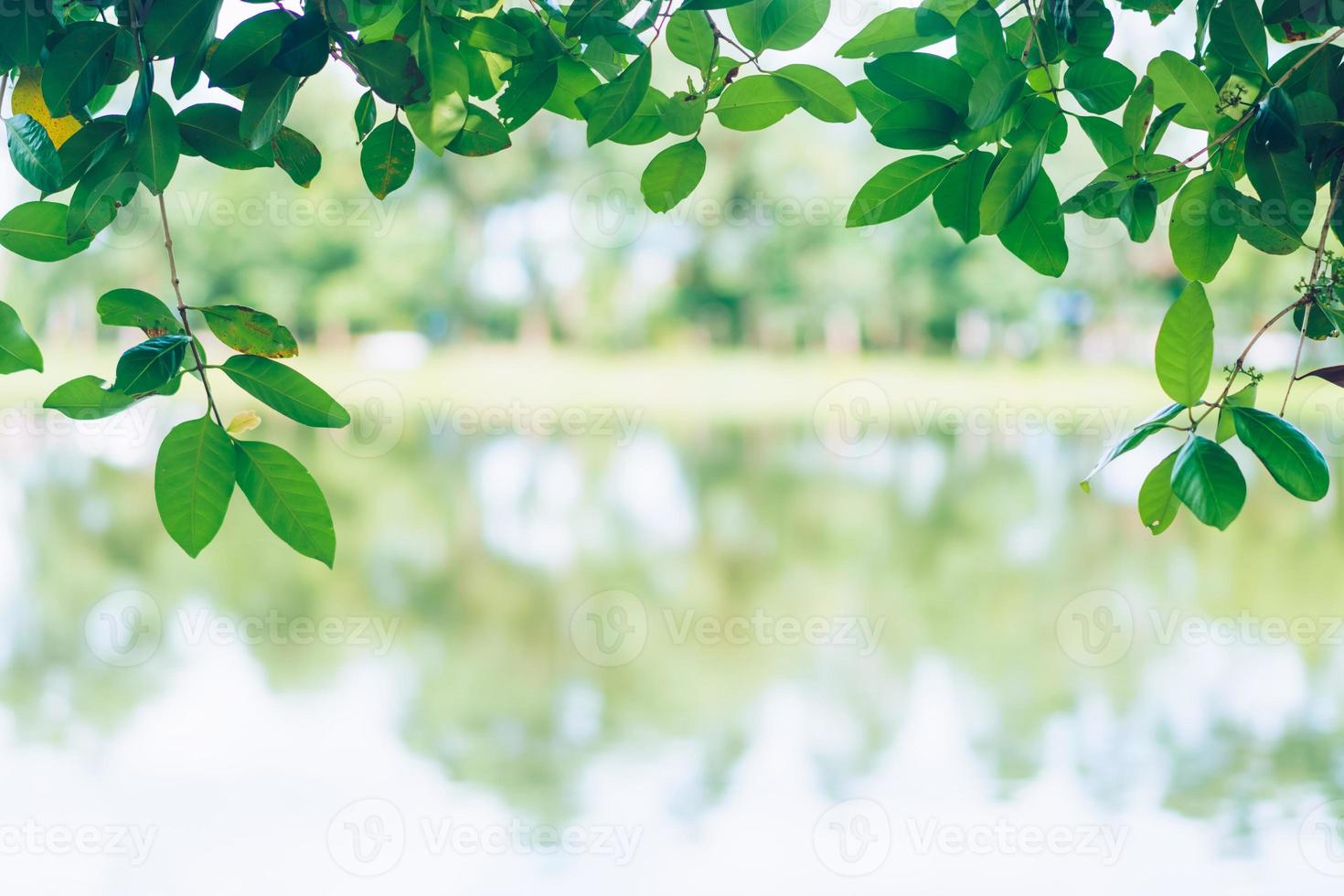 Selective focus on leave nature bokeh green park many trees in sunset time with flare light. photo