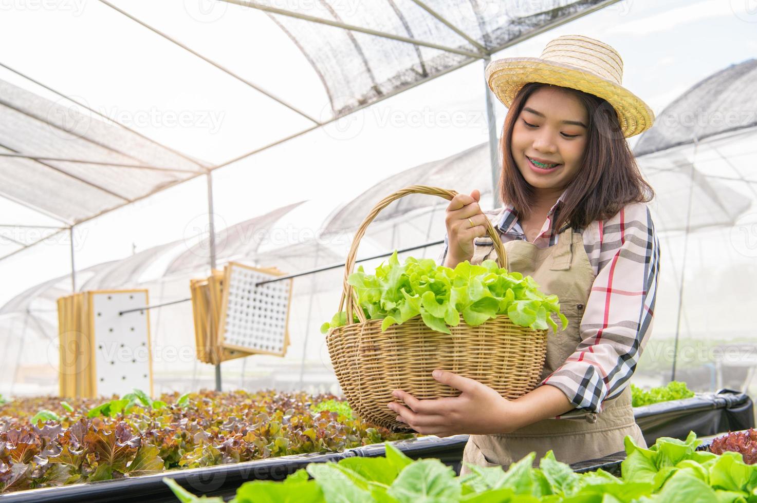 Joven agricultor orgánico de hidroponía asiática recogiendo ensalada de verduras en una canasta con invernadero de vivero. estilos de vida y negocios de las personas. concepto de jardinero de ambiente de agricultura y cultivo de interior foto