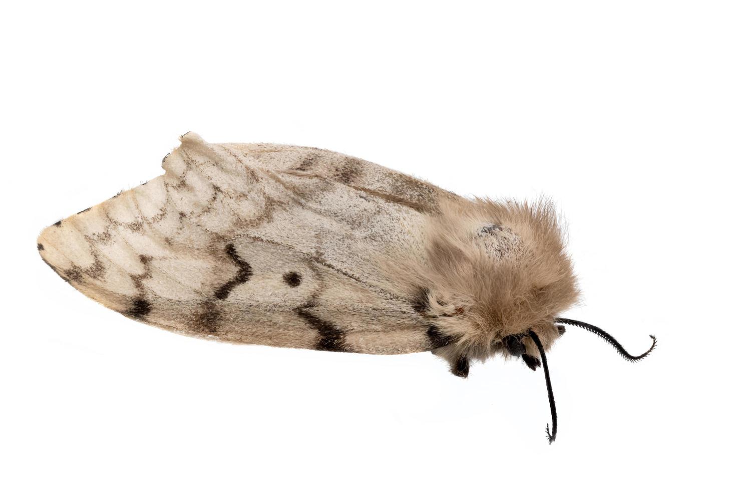 Dead moth, gypsy moth , Lymantria dispar isolated photo
