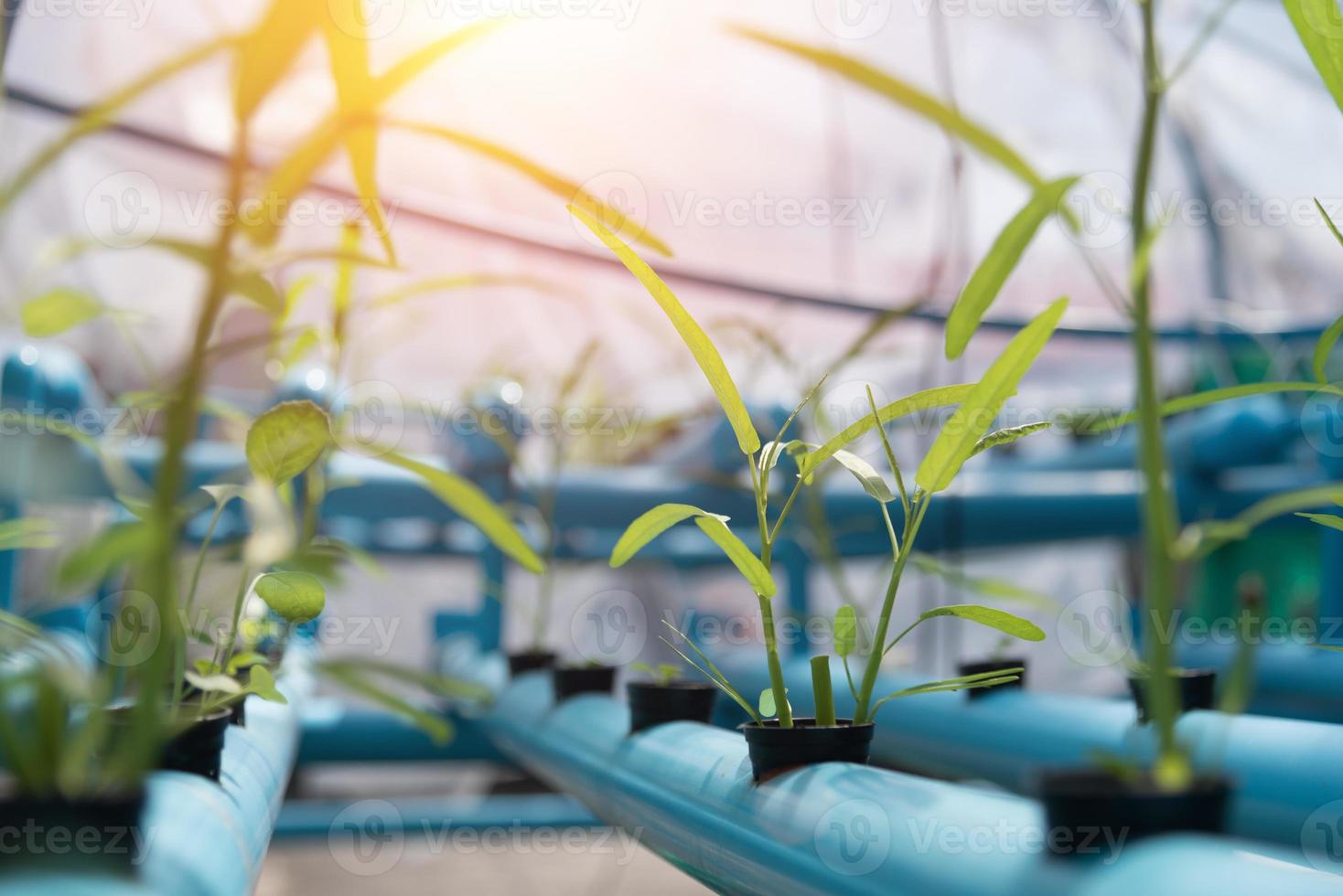 Vegetables Hydroponics farming in farmland background. Organic food and Healthy concept. New technology and Modern agriculture. Smart farming theme. Nature and Environment theme photo