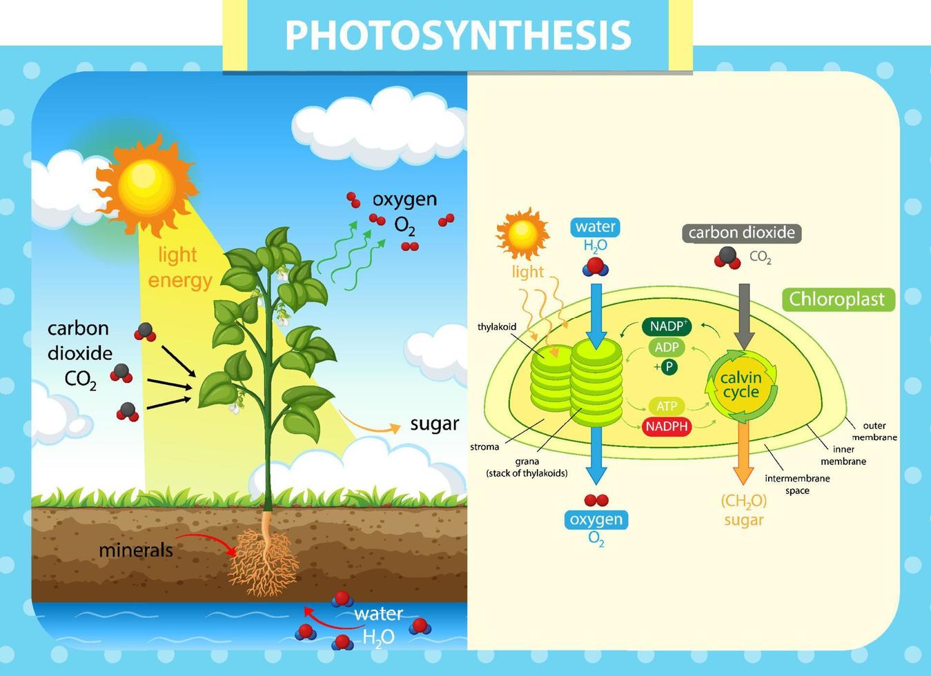 Diagram showing process of photosynthesis in plant vector