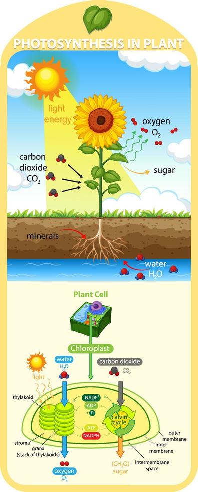 Diagram showing process of photosynthesis in plant vector