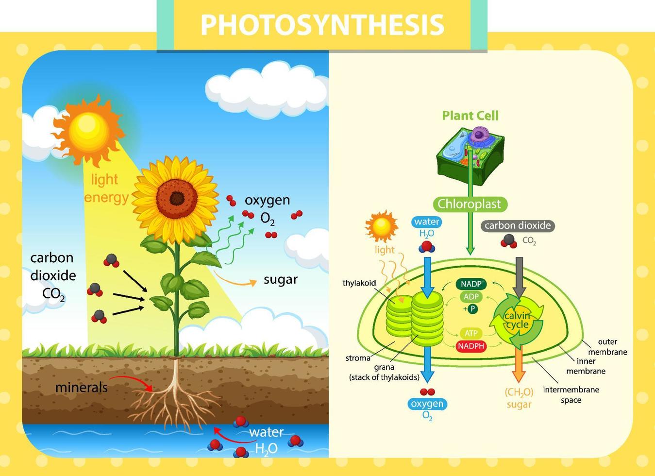 Diagram showing process of photosynthesis in sunflower vector