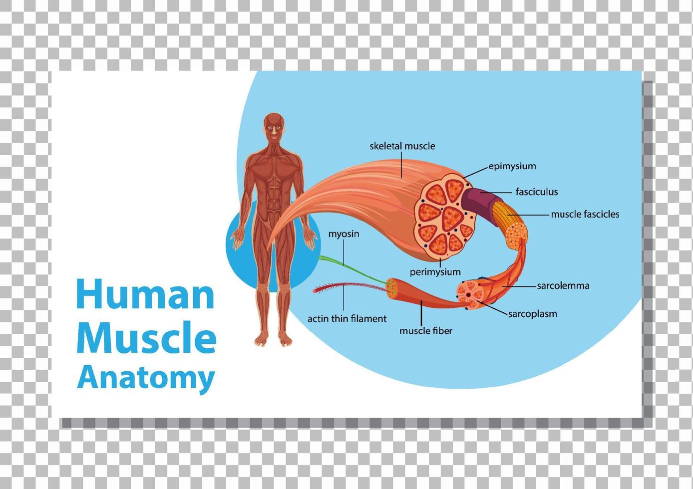 anatomía del músculo humano con anatomía del cuerpo vector
