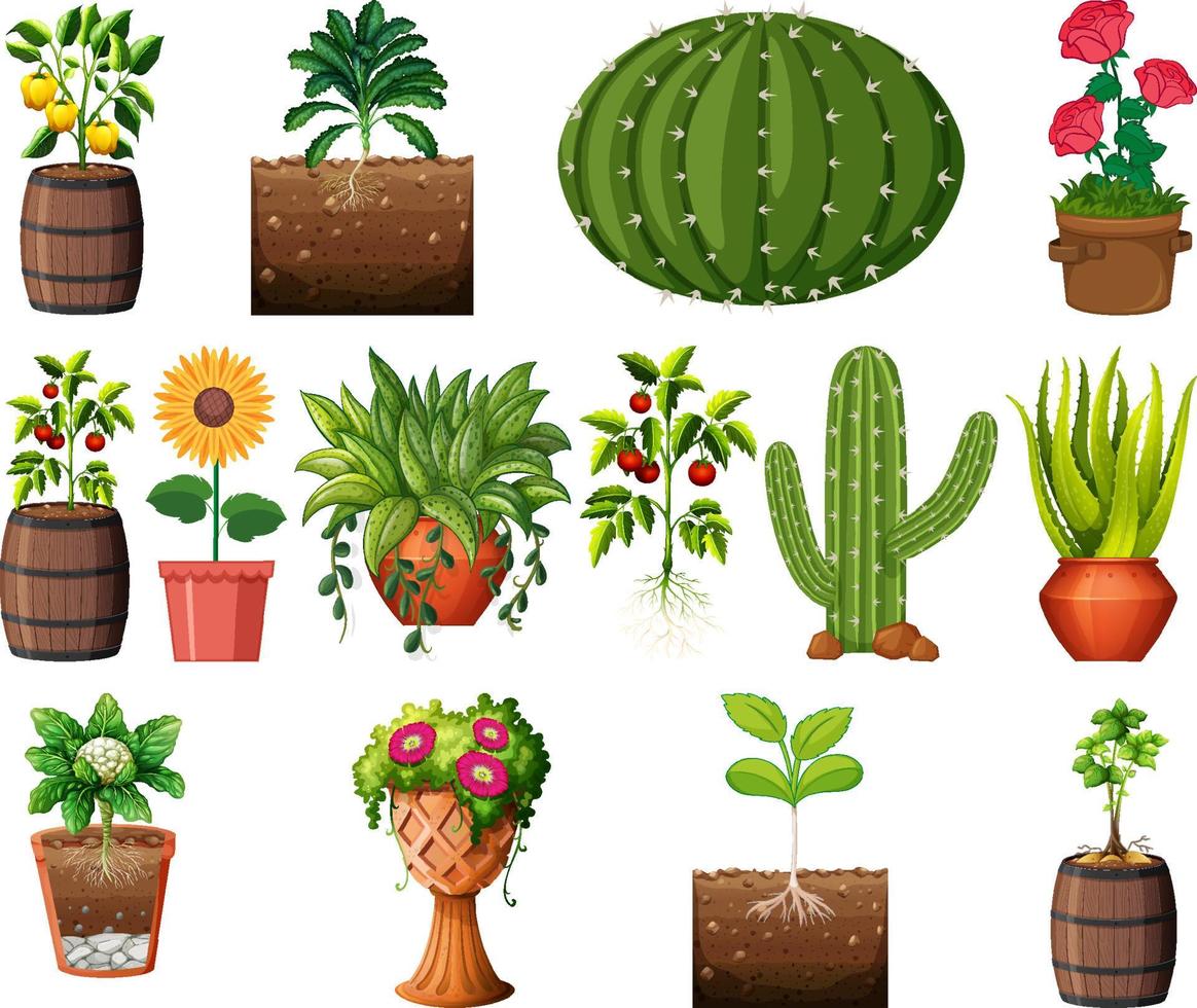 Conjunto de diferentes plantas en macetas aislado sobre fondo blanco. vector