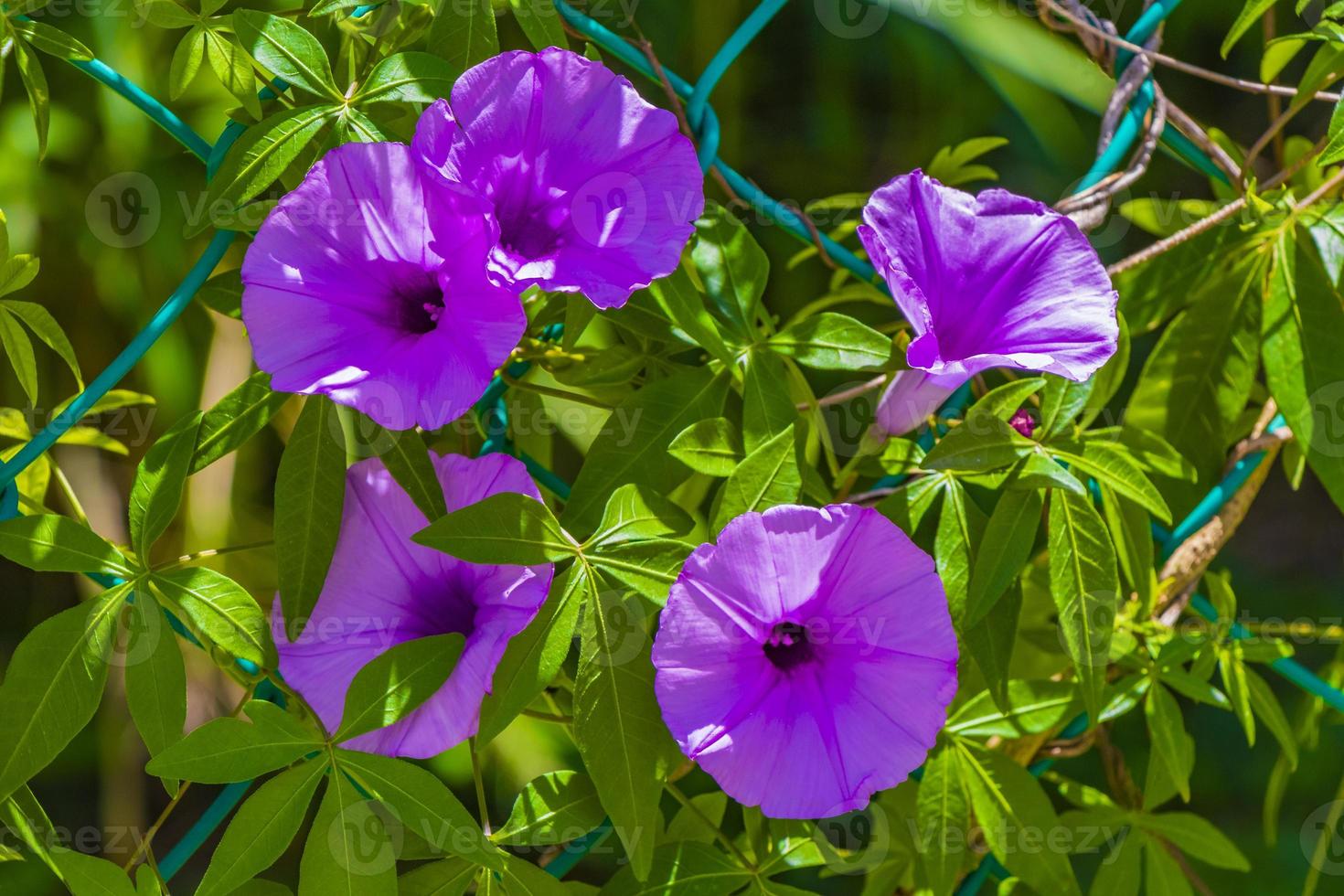 flor de la gloria de la mañana violeta mexicana en la cerca con hojas verdes. foto
