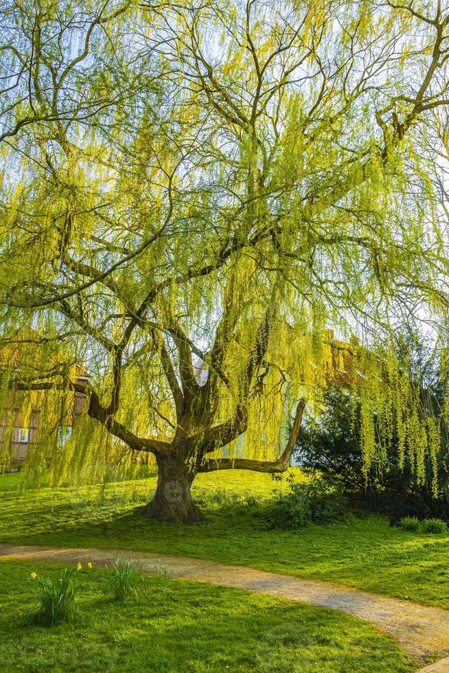 Majestic big old willow tree at Bad Bederkesa See Germany. photo