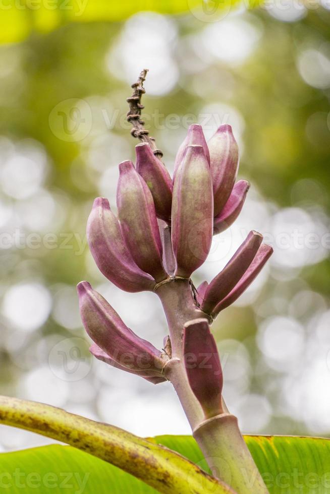 Purple red banana plant heliconia flower from tropical nature, Malaysia. photo