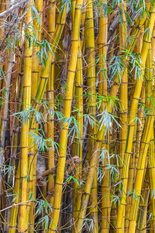 Green yellow bamboo trees tropical forest San Jose Costa Rica. photo