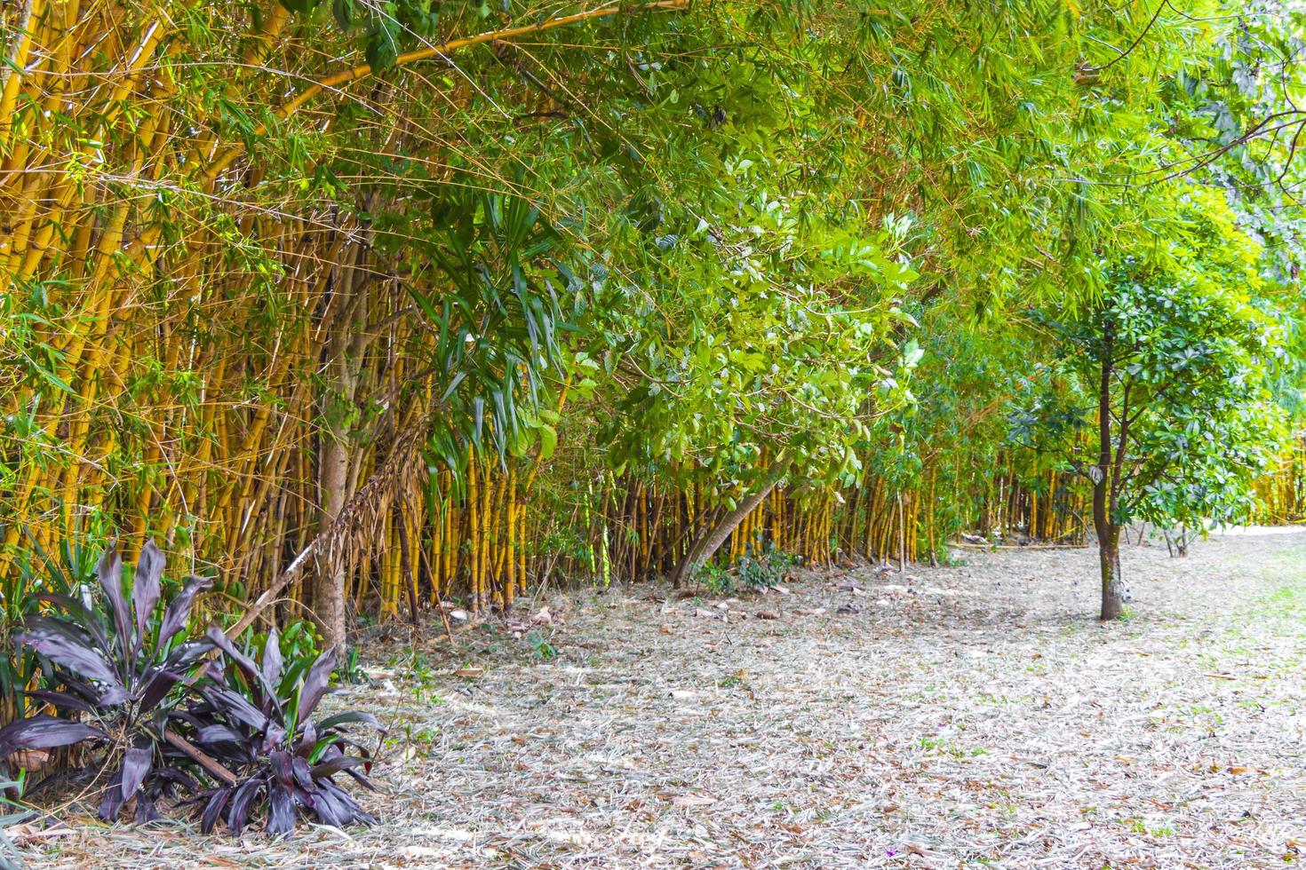 Green yellow bamboo trees tropical forest San Jose Costa Rica. photo