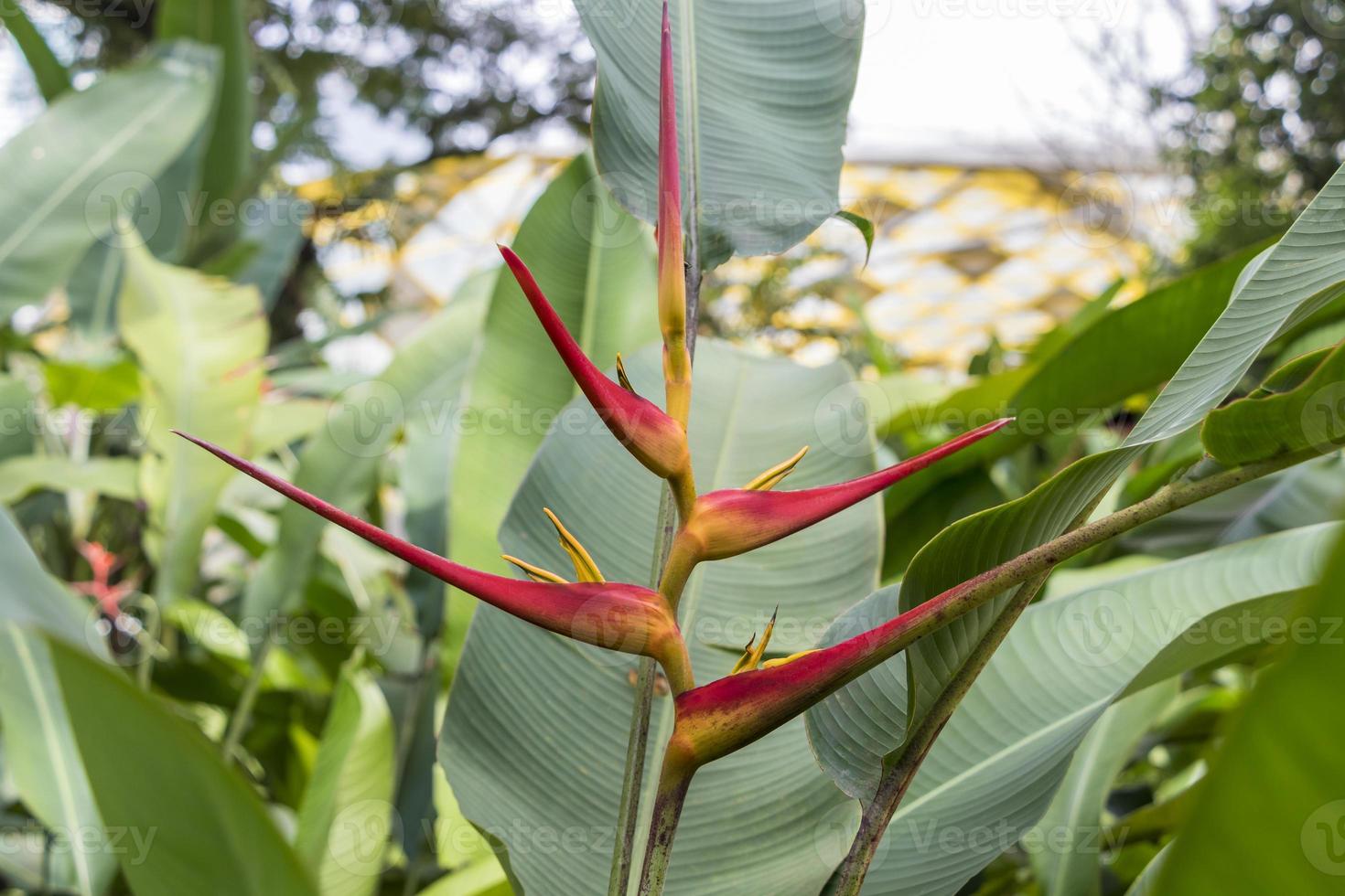 Hermosa flor de heliconia amarilla roja grande de la naturaleza tropical, Malasia. foto