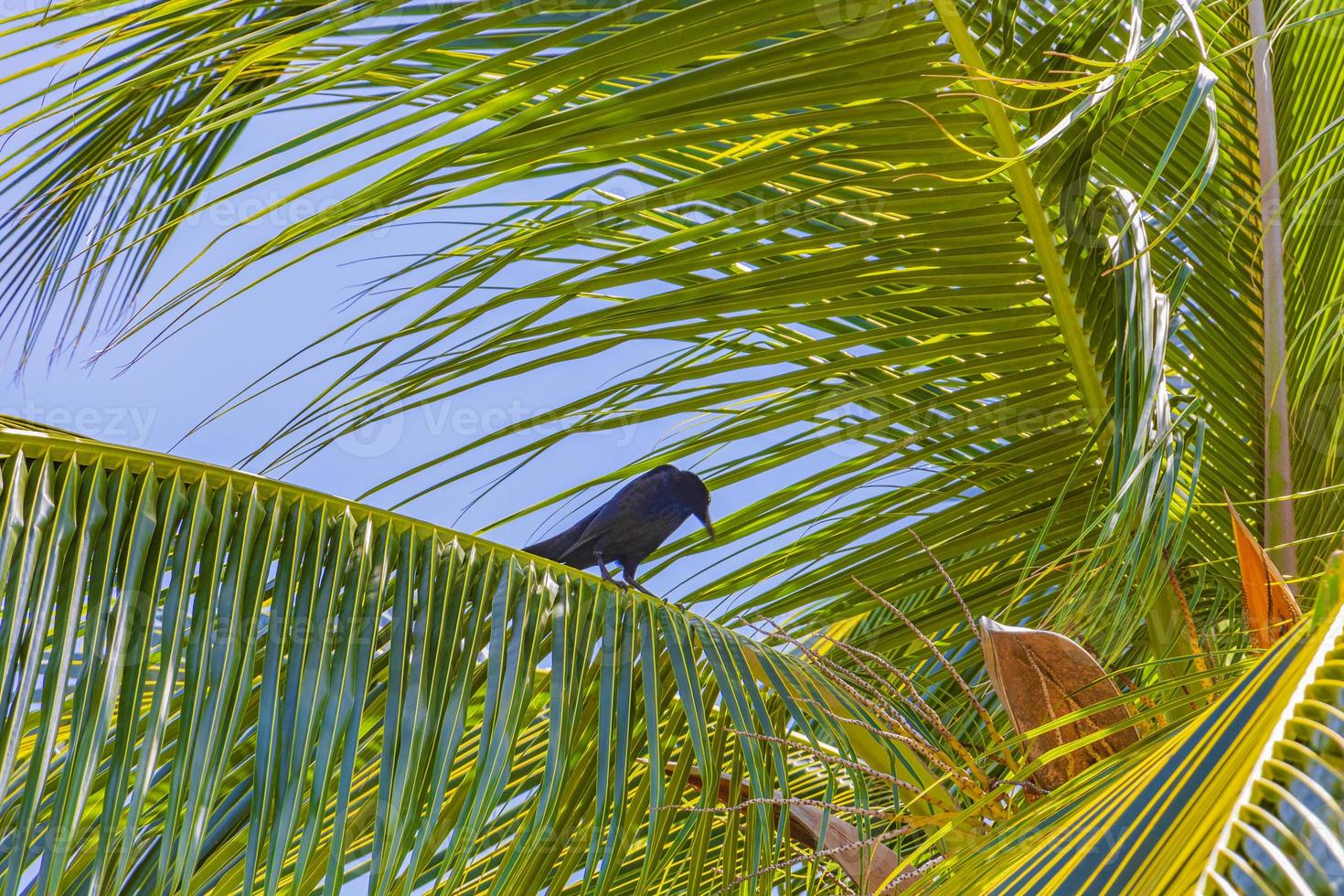 pájaro grackle de cola grande se sienta en la corona de la palmera de méxico. foto