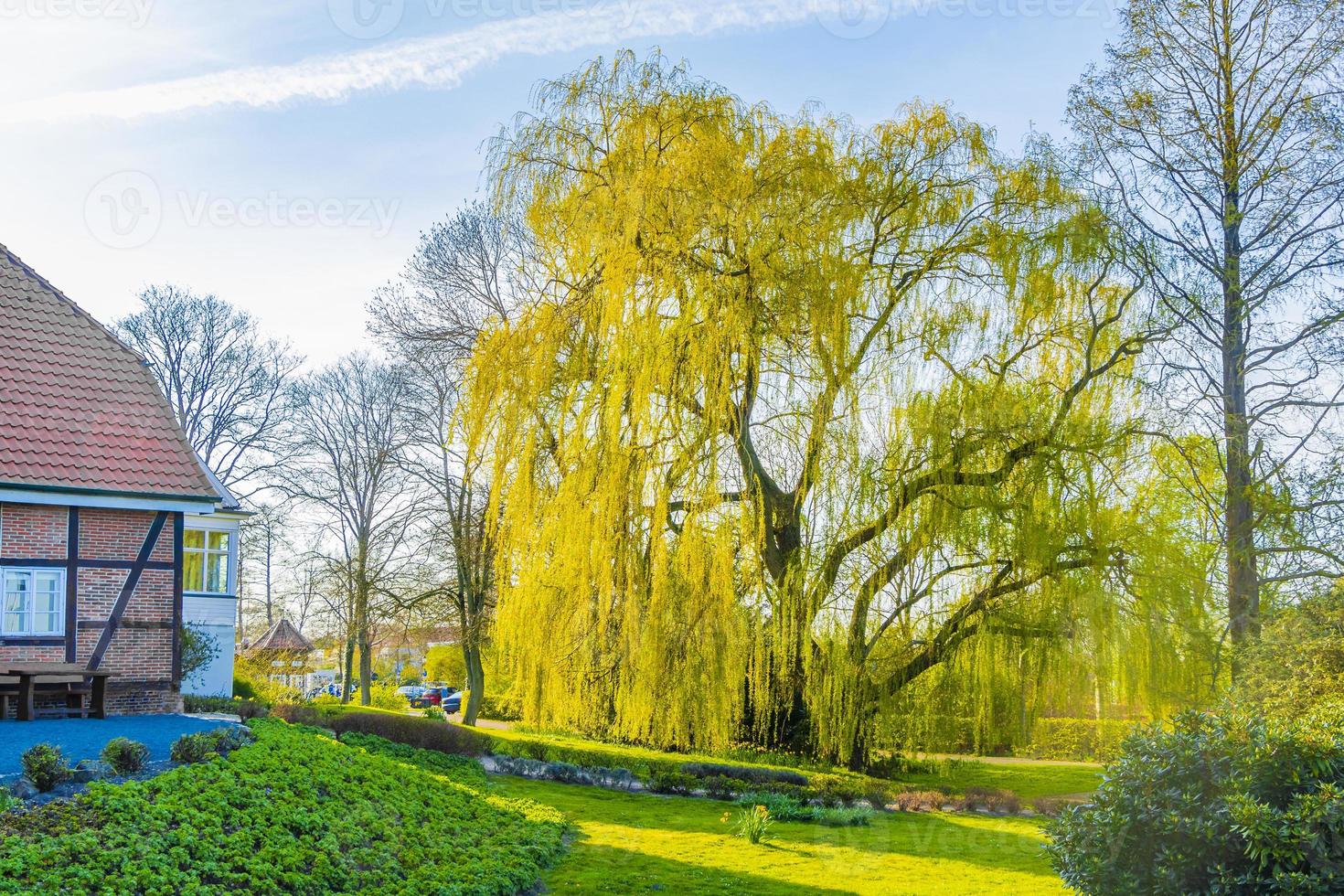 Majestic big old willow tree at Bad Bederkesa See Germany. photo