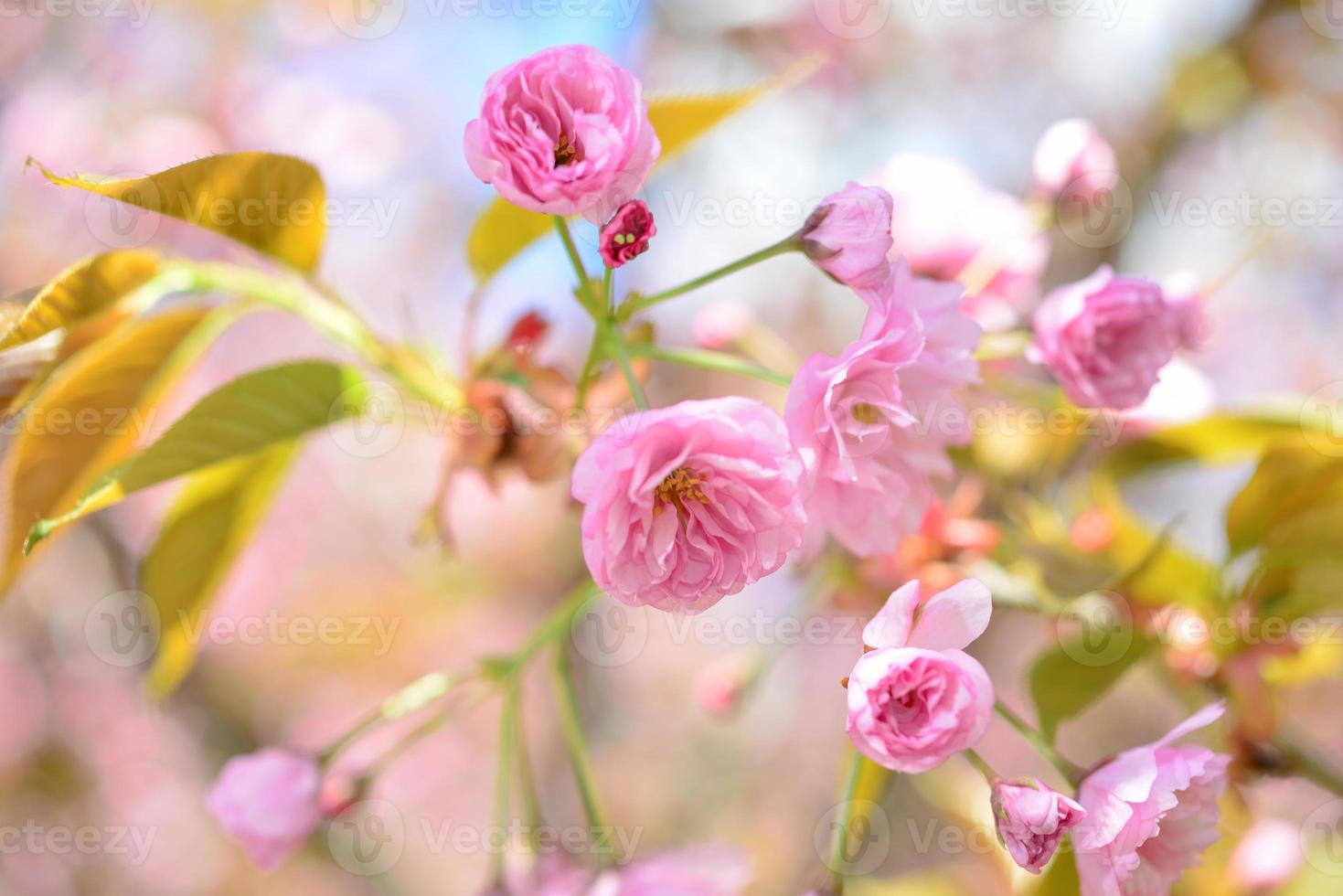 Beautiful cherry blossom sakura in spring time over blue sky photo