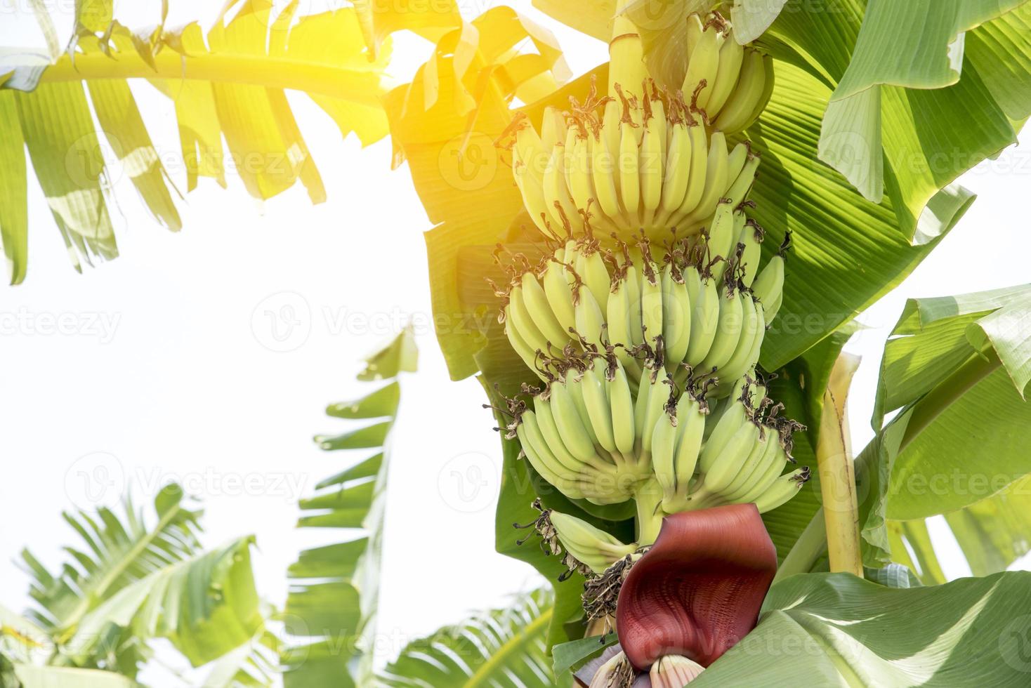 Fruta de plátano cruda con hojas de plátano en la naturaleza foto