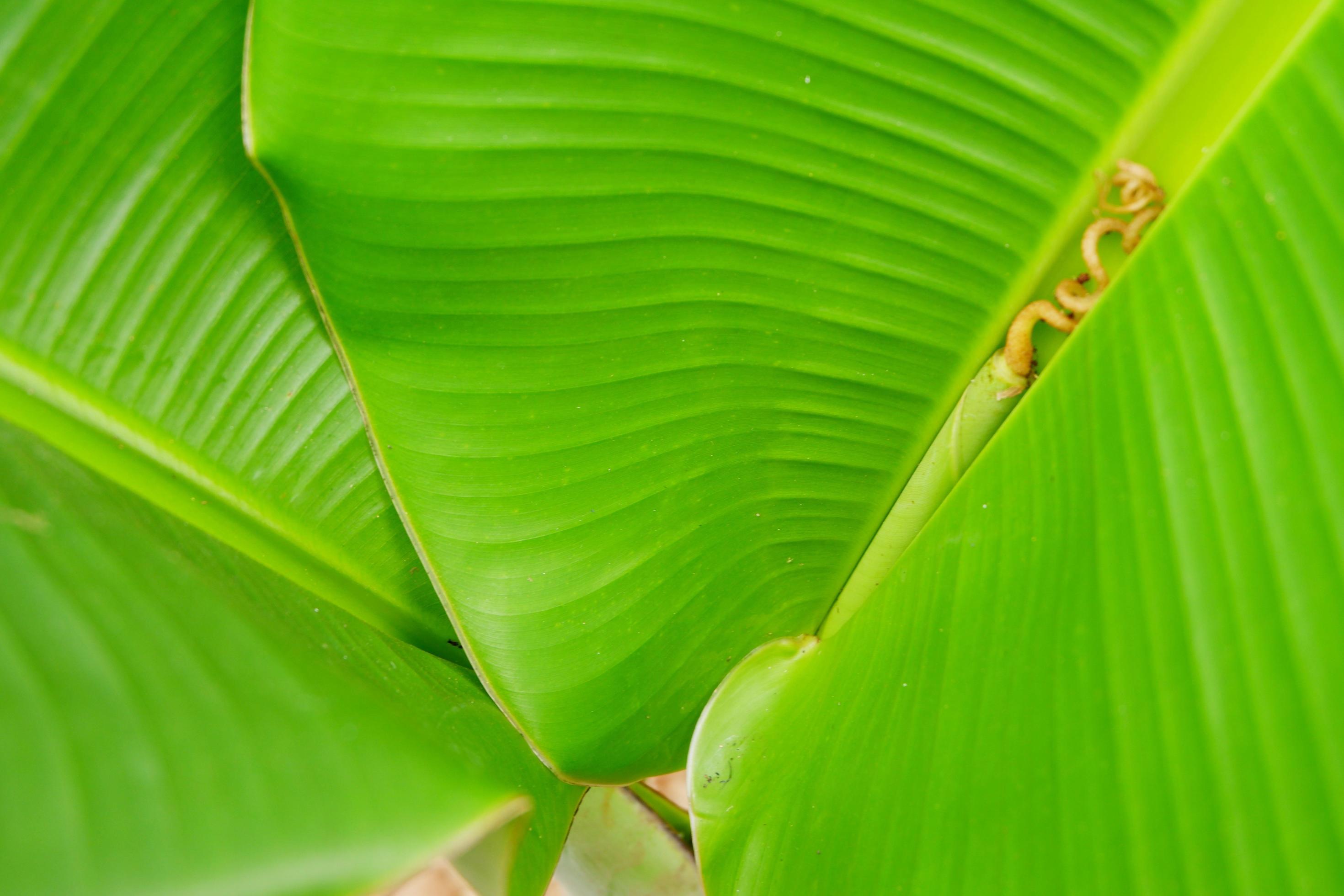 Close up banana leaf texture for background or wallpaper 3525993 Stock  Photo at Vecteezy