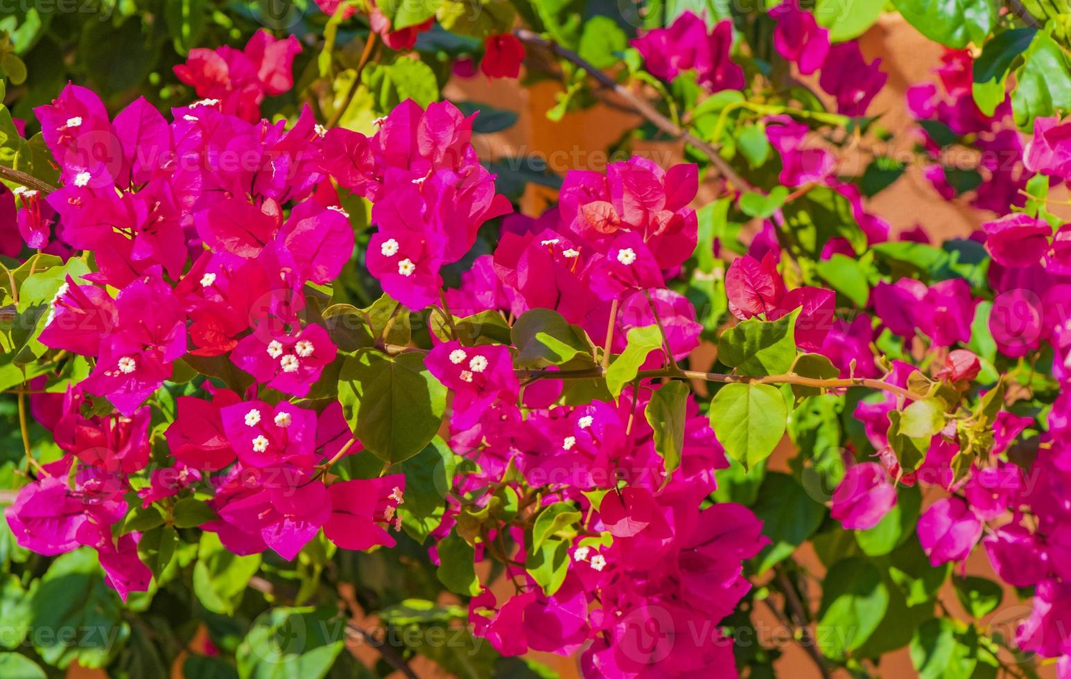 Buganvillas flores rosadas en Playa del Carmen, México foto