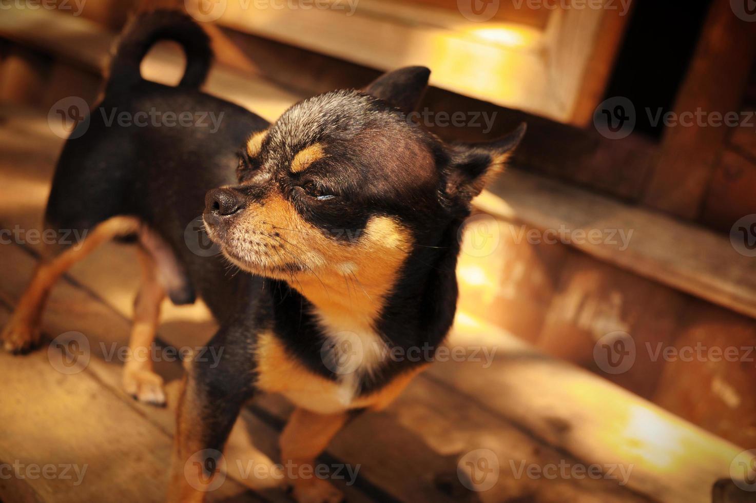 retrato de perro chihuahua. perro chihuahua color negro al aire libre. foto