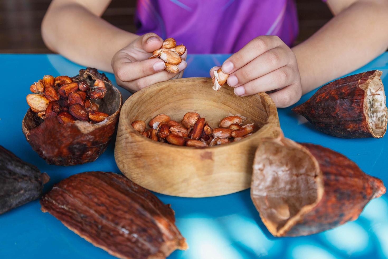 inspeccionar los granos de cacao para clasificarlos foto